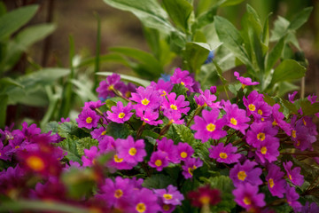город, цветы в огороде, красные, розовые,
the city, flowers in the garden, red, pink