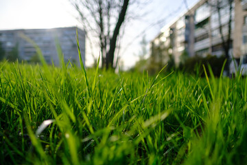 Green, juicy grass in the sunlight on a city meadow in springtime, against a background of wood and buildings.