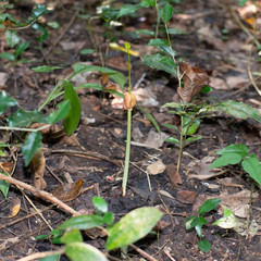 The seedlings of Afzelia, Doussie, Makha mong, which are breaking up from the seeds that fall on the ground in the forest Thailand.