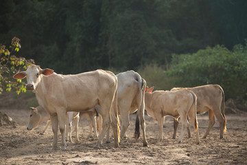 Herd of cow and ox in forest