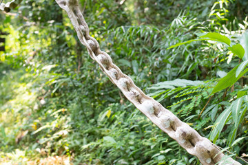 .Thai herb name Bauhinia scandens L. var. horsfieldii (Miq.) growing in forest in Thailand. Monkey...