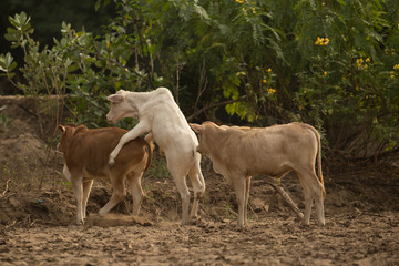 cow in forest