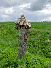 an inverted linden tree trunk on a background of green grass