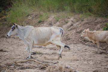 Herd of cow and ox in forest