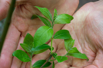 A young branch of a tree on the palms of a person. Plant in hand.
