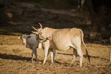 Herd of cow and ox in forest