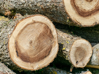 cut wood tree section with cracks and annual rings, flat wooden surface with annual rings, natural...