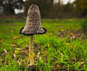 Grzyb trujący © Piotr