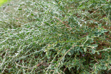 Polygonum aviculare or common knotgrass is a plant related to buckwheat and dock. It is also called prostrate knotweed, birdweed, pigweed and lowgrass.