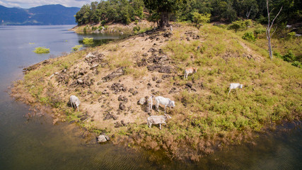 herd of cow on island