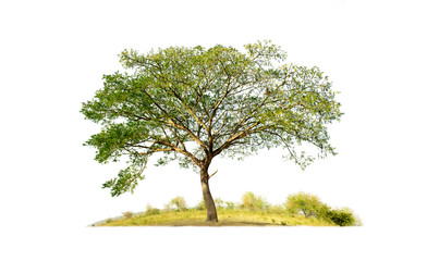 Tree isolated on white background with clipping paths for garden design