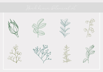 Hand drawn botanical set. Isolated vector illustration