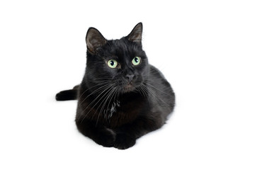 Young black cat of Bombay breed lies on a white looking at the camera. Studio portrait of a black cat isolated on white background