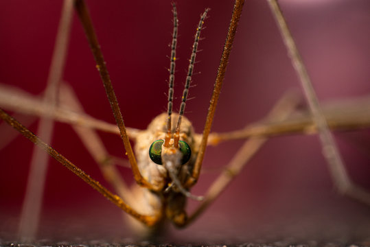 south israel  7.4.2020 tipula in extreme close-up look scary