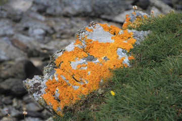 Orange Flechten bedecken einen Stein an einer Felsenküste