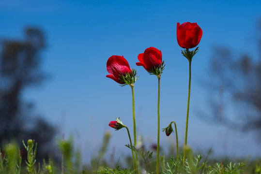 israel south  11.2.2020  red anemone coronaria flower  "kalanit" during the "darom adom" festival