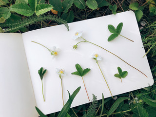 Wild strawberry flowers in the open sketchbook. Bonatical herbarium in the sketchbook. Collecting...