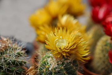 Miniature, small beautiful cactus flowers