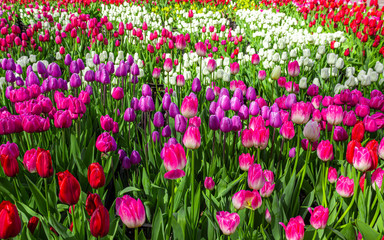 Obraz na płótnie Canvas Field of bright flowers, floral background for design
