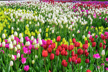 Fototapeta premium Field of bright flowers, floral background for design