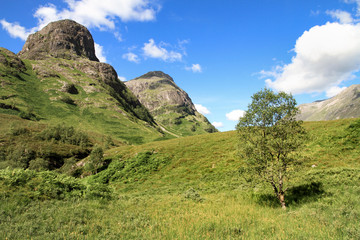 Fototapeta na wymiar Abgerundete felsige Bergkuppen mit Steilhängen und einsamer Baum in den schottischen Highlands