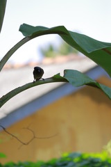 bird on a banana tree