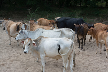 Herd of cow and ox in forest