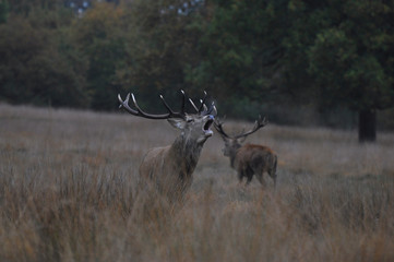 Red deer cervus elaphus in autumn colours