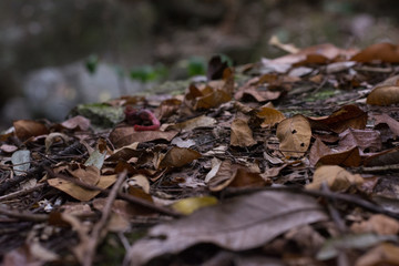 dry leaf in forest