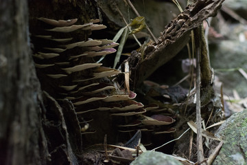 mushroom on old tree