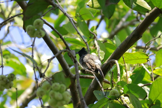 ird on a java apple tree