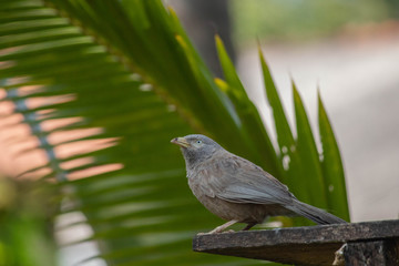 bird on roof.