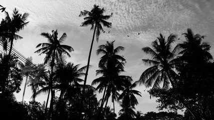 Fototapeta na wymiar Siluetas de palmeras en blanco y negro