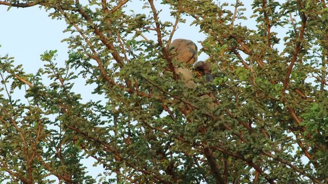 Three grey Go Away Birds sitting in a tree, while hiding behind swinging branches