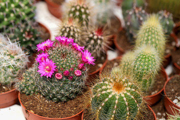 Miniature, small beautiful cactus flowers