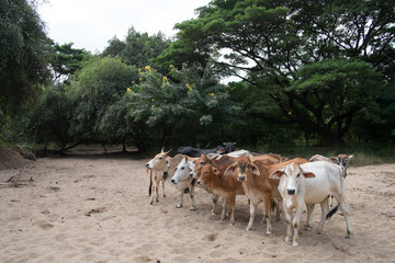 Herd of cow and ox in forest