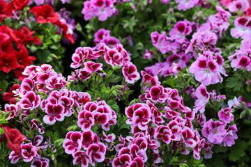 Canan / Geranium flower; Pelargonium domesticum