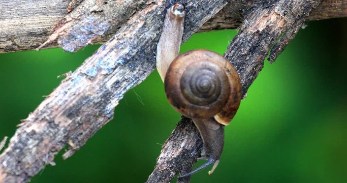 snail on a leaf