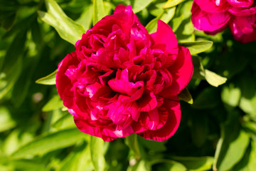 Beautiful vibrant peonies on a sunny day.