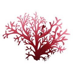 Sea red coral isolated on white background, stock vector illustration for design and decoration © Anzhelika Kononec