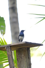 home garden bird