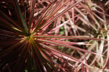 close up of grass