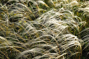 A meadow feather grass in the sunset.