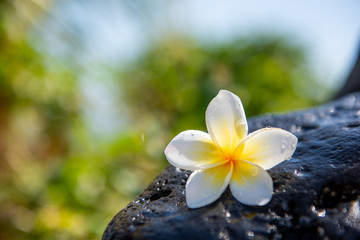 Fototapeta na wymiar Exotic white frangipani flower on the dark grey stone. Spa, Wellness and harmony symbol