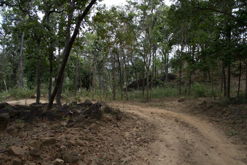 Fototapeta premium dust and sand in forest