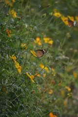 butterfly on the leaf