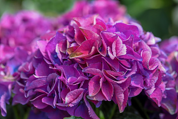 Lilac hydrangea flower; Hydrangea Macrophylla