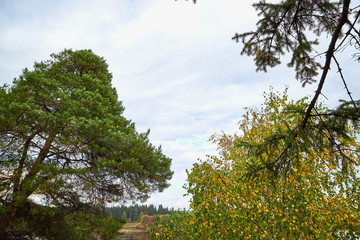 Small old pathway in a forest or park at autumn or summer day
