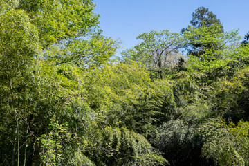 春風そよぐ竹林