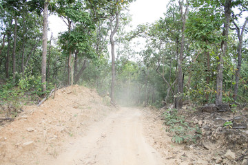dust and sand in forest